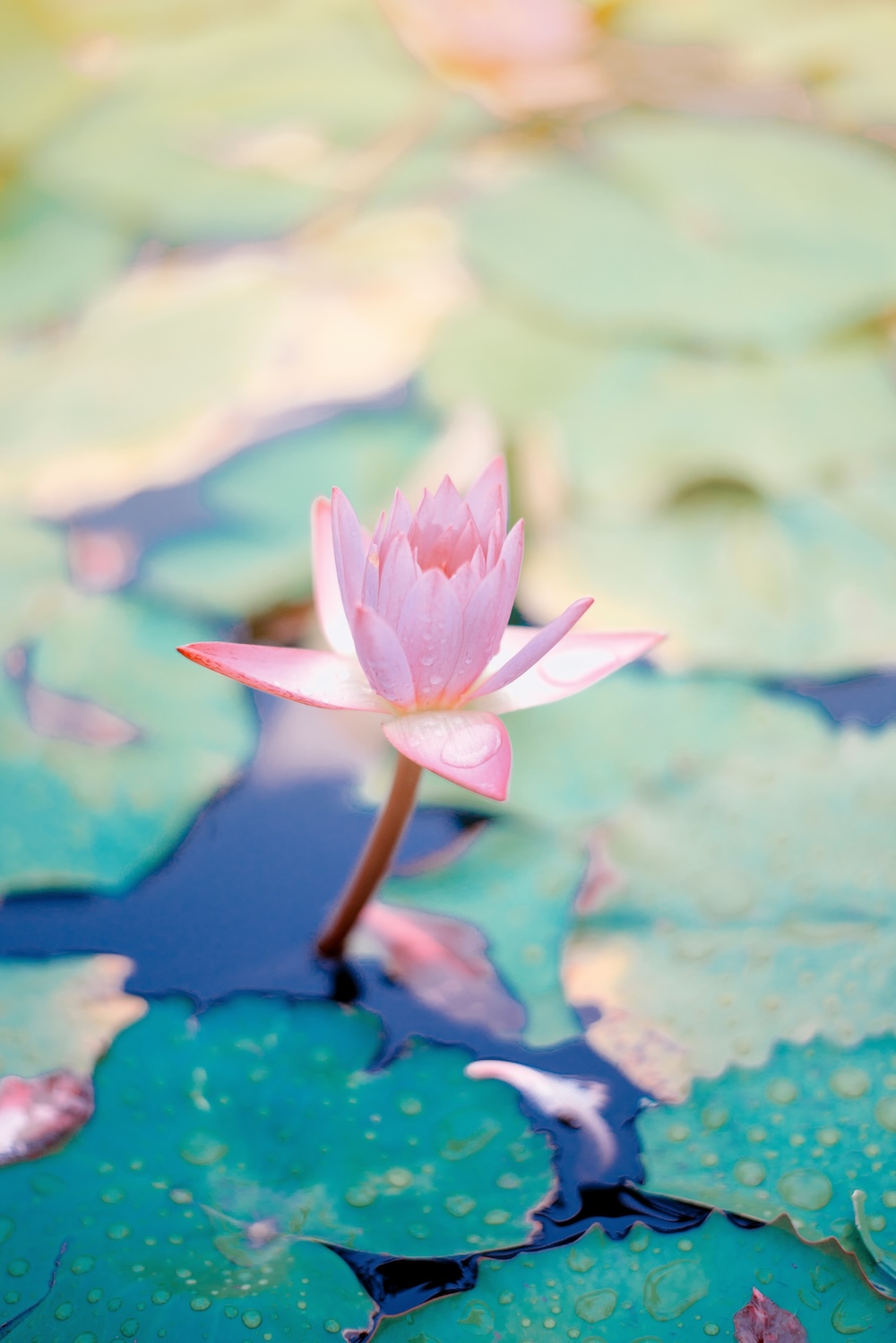 lotus_saffu healing pain